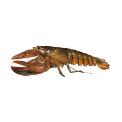 Lobster (Whole)