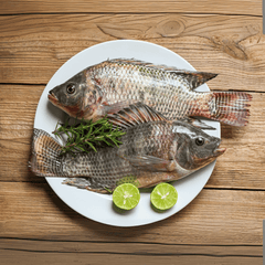 Tilapia