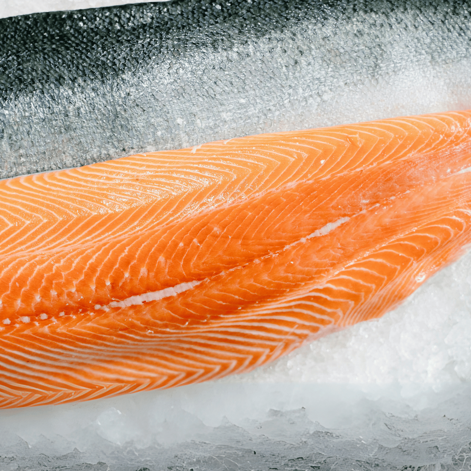 Salmon Fillet